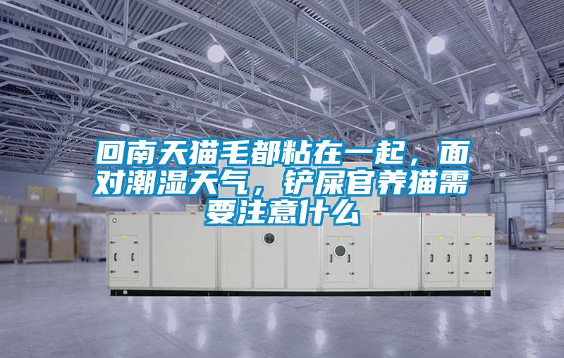 回南天貓毛都粘在一起，面對(duì)潮濕天氣，鏟屎官養(yǎng)貓需要注意什么