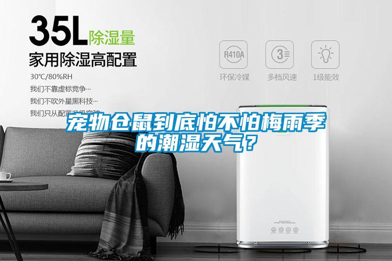 寵物倉鼠到底怕不怕梅雨季的潮濕天氣？