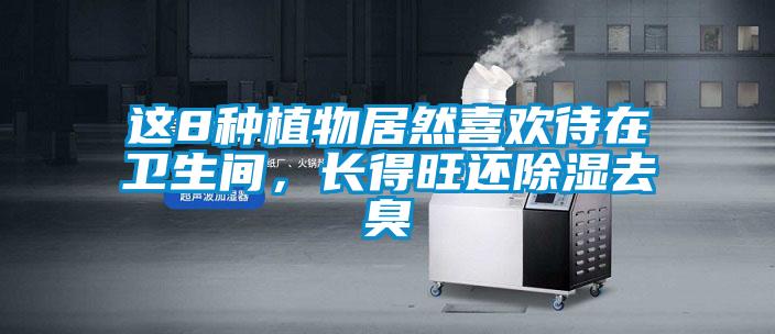 這8種植物居然喜歡待在衛(wèi)生間，長(zhǎng)得旺還除濕去臭