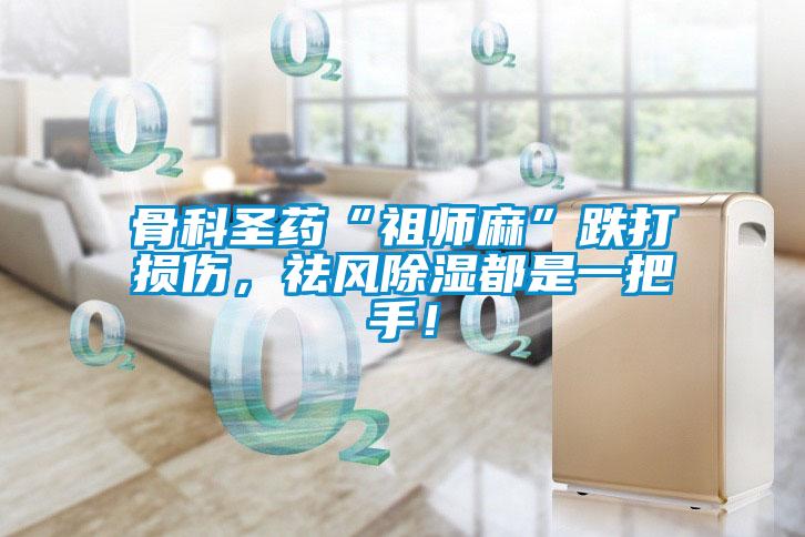 骨科圣藥“祖師麻”跌打損傷，祛風(fēng)除濕都是一把手！